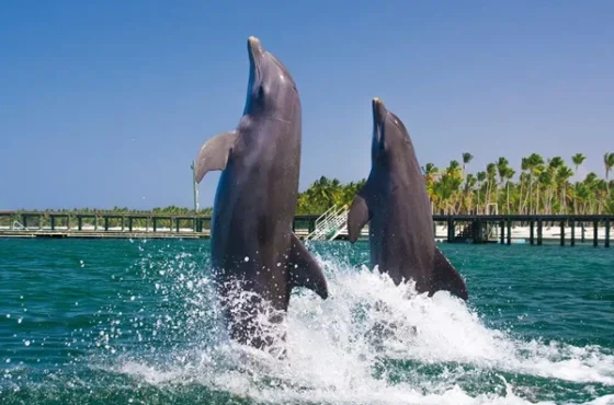 Dolphin Punta Cana